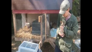 Kaninpoikien lajittelupäivä - ikävä yllätys