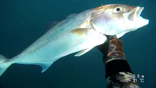 spearfishing israel amberjack / אינטיאסים בצלילה חופשית / подводная охота в израиле