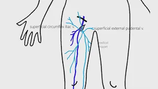 Lower Limb Venous Drainage | Anatomy made easy