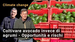 Climate change: Avocado cultivation instead of citrus fruits in Sicily? - Opportunities and risks