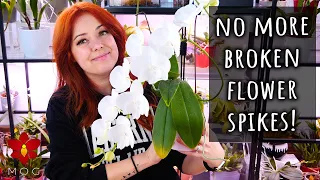 What happens when you don't stake Phalaenopsis flower spikes? 😵‍💫 - Orchid Care for Beginners