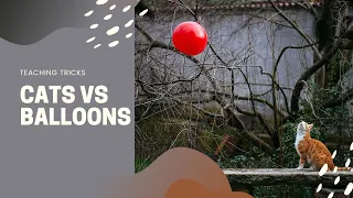 Cats vs Balloons: Part-2 | What happens if cats given balloons? | Funny Reaction #viral