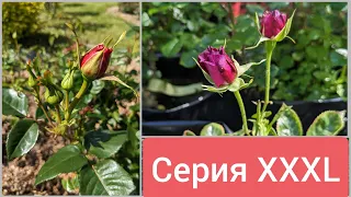 ВНИМАНИЕ! Видео ни о чём. Смотреть только друзьям, и на ночь.😁 5 июня 2023 г.