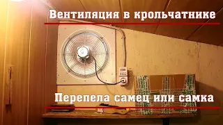 Вентиляция в крольчатнике. Перепела самец или самка