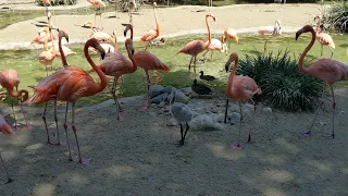 Baby Flamingo at the San Diego Zoo