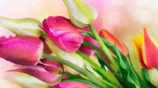 Spring Tulips -  Images