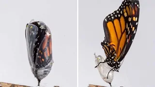 Timelapse Shows Incredible Metamorphosis Of Monarch Butterfly