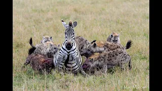 OVER 5 MILLION VIEWS!!!  Pregnant zebra mares battles hyena clan.(graphic content)