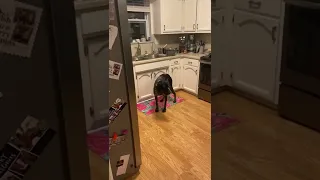 Dog is scared of hardwood floors..