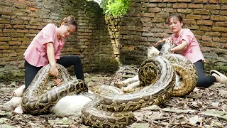 Shocking: PYTHON ATTACKS GOAT Farm, Harvesting Snail for Animal Feed and Gardening | Country Life