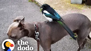 Magpie Imprints On His Human Mom And Her Dog | The Dodo