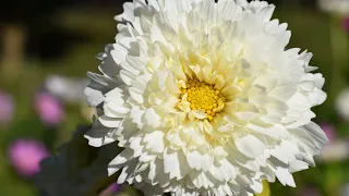 How to grow Cosmos // Cut Flower Garden // Northlawn Flower Farm