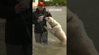 Un perro sorprende a una reportera de CNN mientras informaba en vivo sobre el huracán Idalia