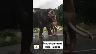 Sri Lanka's most Respected Tusker - Nadungamuwe Raja