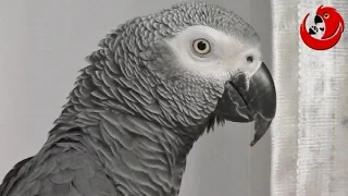 Говорящий попугай Григорий - "Монолог"