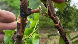 Dezizolarea ramurilor altoi și sigilarea acestora cu mastic✅🤗🍏🍐