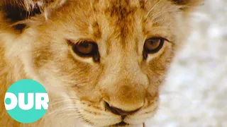 A Day In The Life Of A Lion Cub | Our World