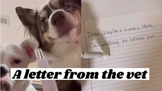 A Letter from the Vet
