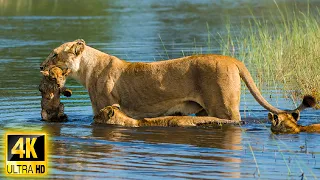 4K African Animals: Okavango Delta of Africa With Wildlife & Animals Real Sounds - 4k Video Ultra HD