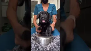 Puppy plays drum with pan #shorts #dogsofttiktok