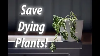 How To Save And Revive A Dying Plant (2019)