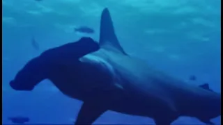 How did the Hammerhead Shark Evolve? | BBC Earth