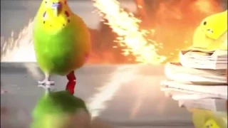 Epic Parrot Is Coming For You With Explosions | Worlds Best Action Scene || CoubArmy