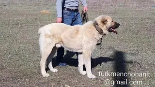 Питомник Туркменских Алабаев Евгения Бортника . ( часть 1)