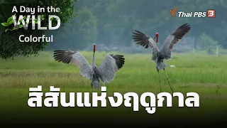 สีสันแห่งฤดูกาล | A Day in the WILD ซีซัน 2