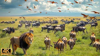 Our Planet | 4K African Wildlife - Great Migration from the Serengeti to the Maasai Mara, Kenya #79