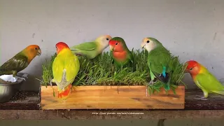 peach-faced lovebirds and millet grass