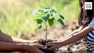 Uttar Pradesh plants 220 million trees in one day