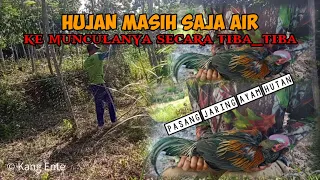 njaring ayam hutan yang terkendala 😅