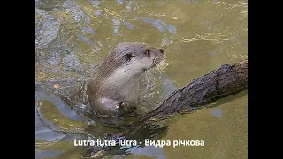 Lutra lutra lutra – Видра річкова - Eurasian otter