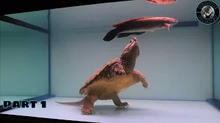 Hybrid-Schnappschildkröte, die große Fische frisst (Teil 1). Lebendfütterung!