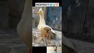 Incredible wildlife bond😍💯 Puppy and feathered companion🦢💯 Unbreakable connection🙌😯