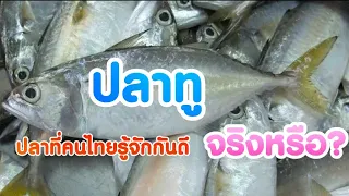 เจาะลึก "ปลาทู" ปลาที่คนไทยรู้จักกันดี แต่จะรู้จักมันดีจริงหรือไม่?