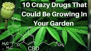 Top 10 Crazy Drugs That Could Be Growing In Your Garden Drugs Side Effects