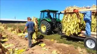 UK BAE Extension Tobacco | Rail Harvest: A New Stick-Harvested Burley Transport and Housing System