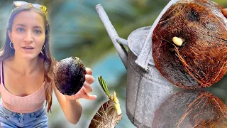 The Deeply Emotional Story Of My Coconut Plant