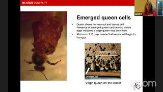 Queen rearing for beekeepers at all levels