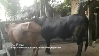 Cows Mating