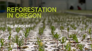 Reforestation in Oregon: The Nursery