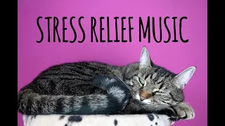 🐈 Cute Cat Video 🐈 💖 With Relaxing Background Music, Anti Stress, Anti Anxiety, Relax With Cute Cats