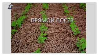 Технология прямого посева в Аргентине . NO-Till en Argentina