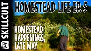 Homestead Happenings in Late May, Charcoal, Bark, Artichokes, Manure Mats, Catch Pit
