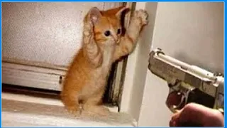 🙀 troublemakers! 🐈 Compilation of funny cats and kittens for a good mood! 😸 | Funny Town