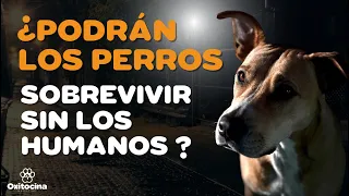 LA VIDA DE LOS PERROS SIN HUMANOS