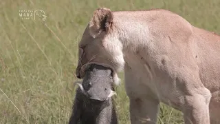 A strong Lioness hunting down a Warthog.