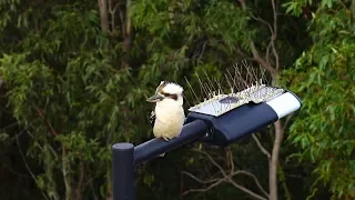 Kookaburra at Mount Coot-tha  - Slow Motion  500fps